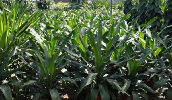 巴西铁怎么养 巴西铁养殖方法与注意事项