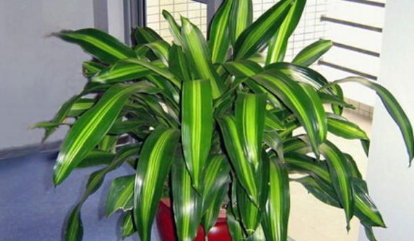 巴西铁怎么养 巴西铁养殖方法与注意事项