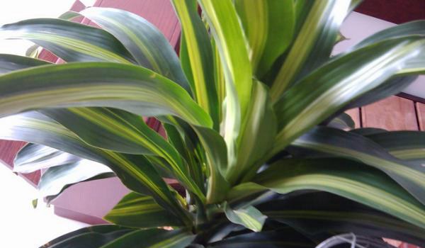 巴西铁怎么养 巴西铁养殖方法与注意事项