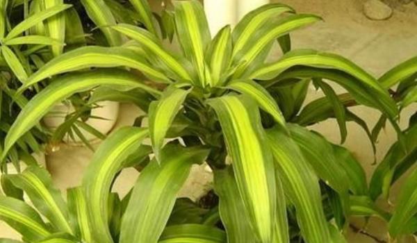 巴西铁怎么养 巴西铁养殖方法与注意事项