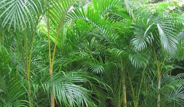 凤尾竹图片大全 凤尾竹花语及寓意