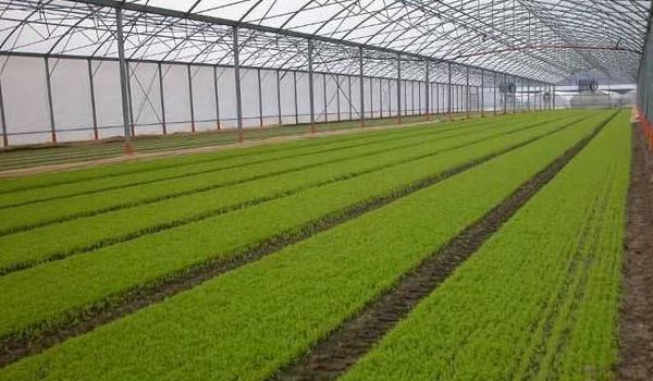什么是种植园农业 热带种植园农业特点
