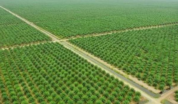 什么是种植园农业 热带种植园农业特点