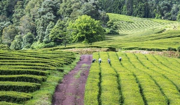 什么是种植园农业 热带种植园农业特点