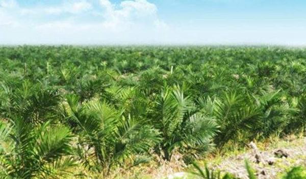什么是种植园农业 热带种植园农业特点