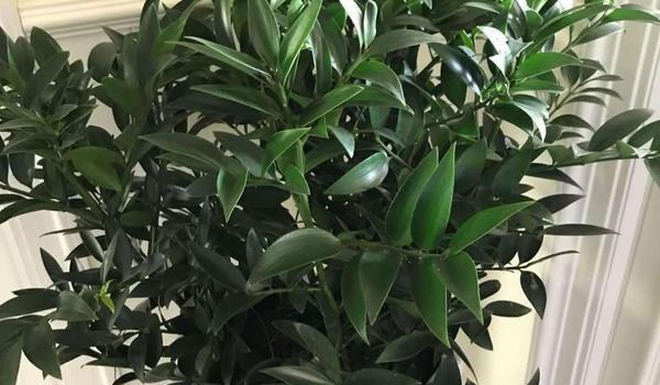 兴旺竹的养殖方法和注意事项