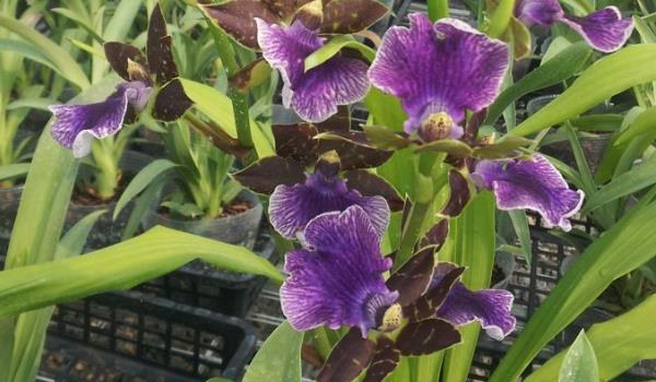 紫香兰养殖方法 注意浇水和施肥