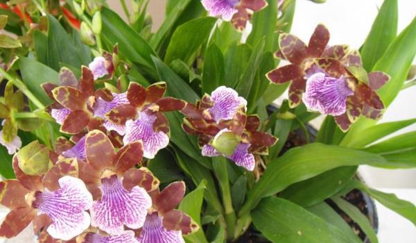 紫香兰养殖方法 注意浇水和施肥