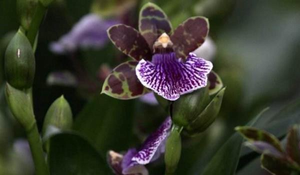 紫香兰养殖方法 注意浇水和施肥