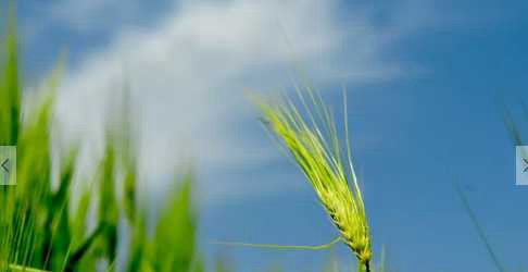 青稞的营养价值和功效 食用青稞的适宜人群