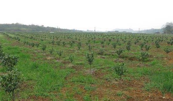 柑桔幼树管理技术