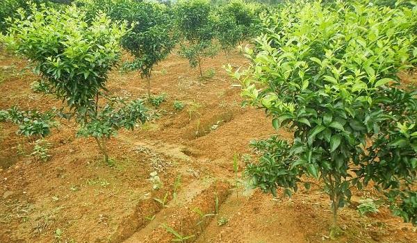 柑桔幼树管理技术