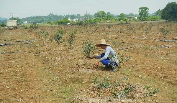 柑桔幼树管理技术