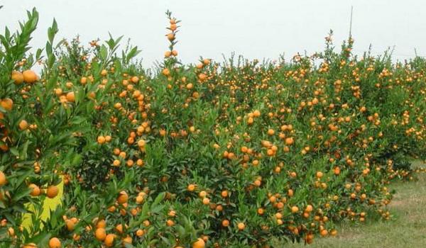 柑桔幼树管理技术