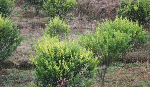 柑桔幼树管理技术