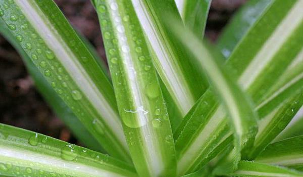 金心吊兰怎么养 金心吊兰和金边吊兰哪个好？