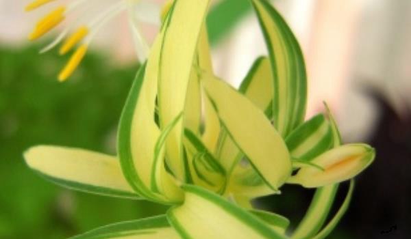 金心吊兰怎么养 金心吊兰和金边吊兰哪个好？