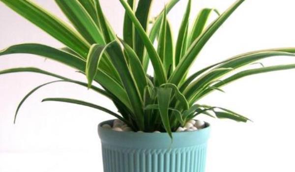 金心吊兰怎么养 金心吊兰和金边吊兰哪个好？