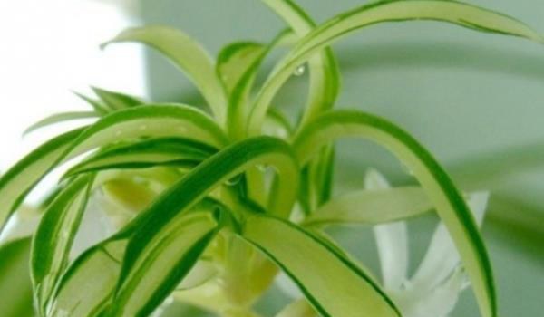 金心吊兰怎么养 金心吊兰和金边吊兰哪个好？