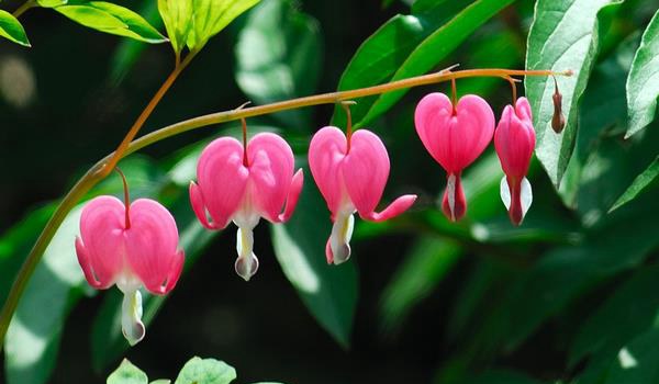 荷包牡丹图片大全 荷包牡丹花语及寓意