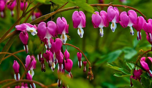 荷包牡丹图片大全 荷包牡丹花语及寓意
