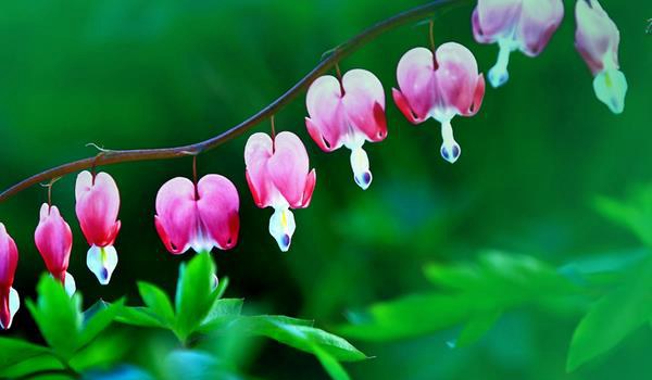 荷包牡丹图片大全 荷包牡丹花语及寓意