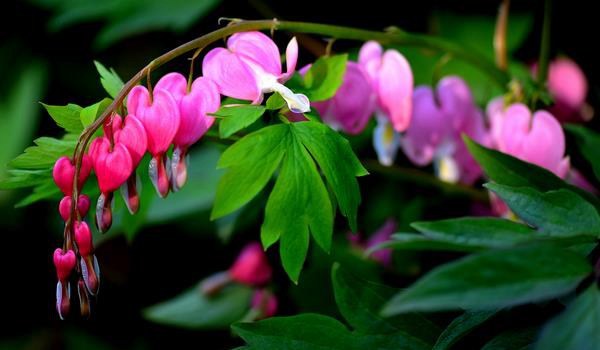 荷包牡丹图片大全 荷包牡丹花语及寓意