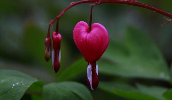 荷包牡丹图片大全 荷包牡丹花语及寓意
