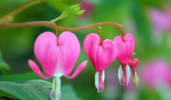 荷包牡丹图片大全 荷包牡丹花语及寓意