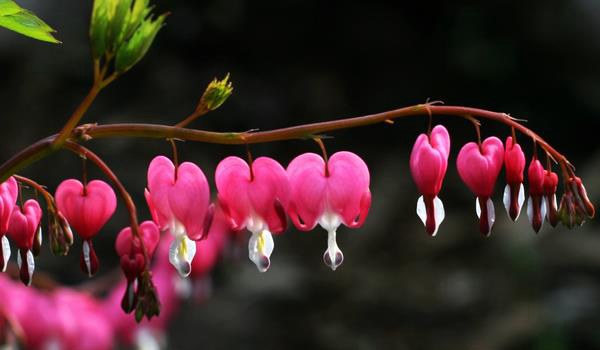荷包牡丹图片大全 荷包牡丹花语及寓意