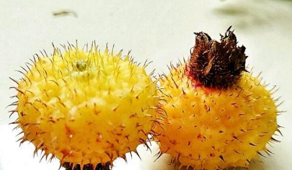 刺梨功效与作用及禁忌 刺梨的营养价值