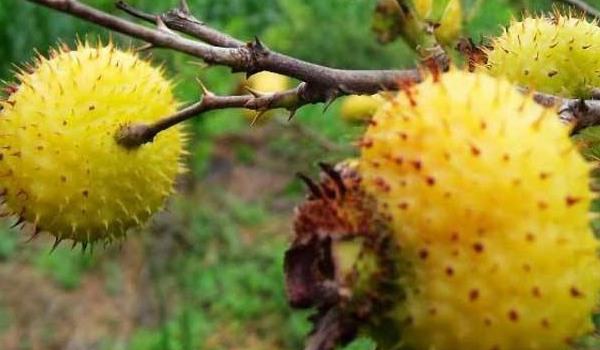 刺梨功效与作用及禁忌 刺梨的营养价值