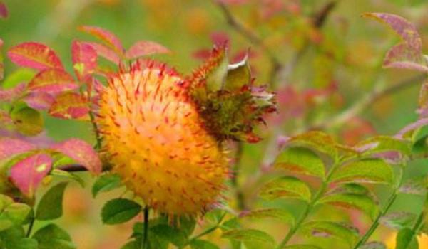 刺梨功效与作用及禁忌 刺梨的营养价值