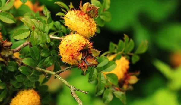 刺梨功效与作用及禁忌 刺梨的营养价值