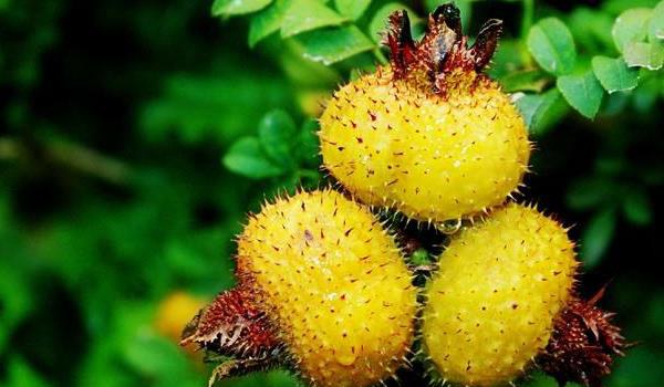 刺梨功效与作用及禁忌 刺梨的营养价值