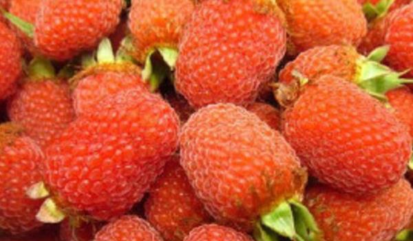 覆盘子图片大全 覆盘子属于水果吗？