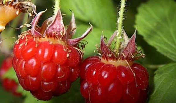 覆盘子图片大全 覆盘子属于水果吗？