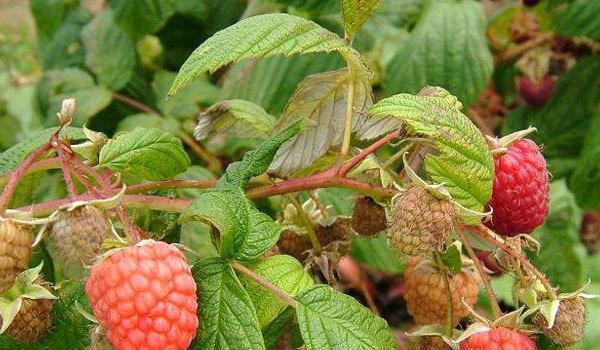 覆盘子图片大全 覆盘子属于水果吗？