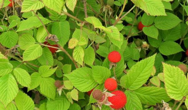 覆盘子图片大全 覆盘子属于水果吗？