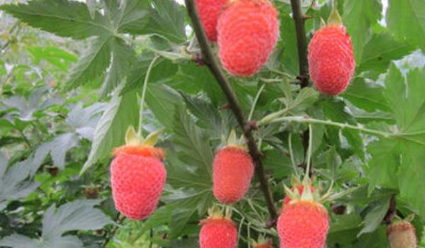 覆盘子图片大全 覆盘子属于水果吗？