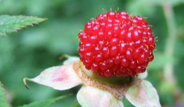 覆盘子图片大全 覆盘子属于水果吗？