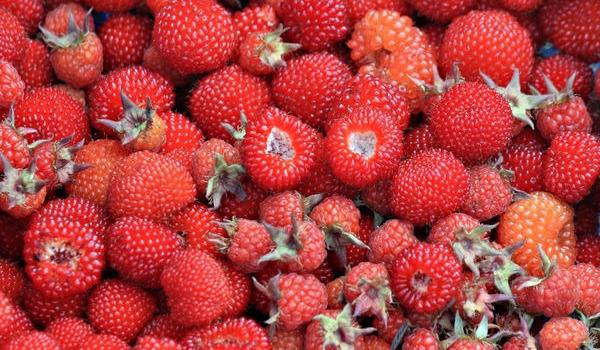 覆盘子图片大全 覆盘子属于水果吗？