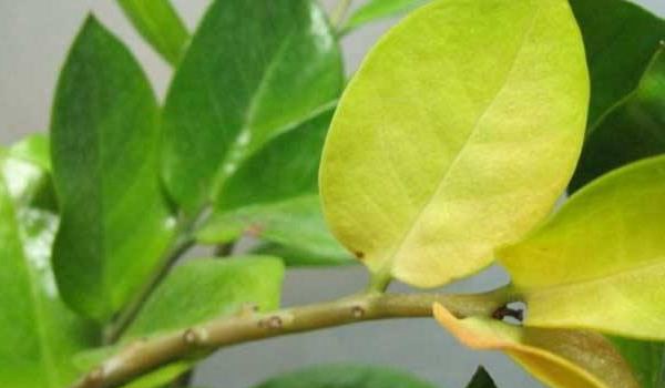瑞香叶子发黄怎么办 瑞香掉叶子的原因及解决多久？