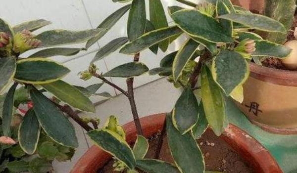 瑞香叶子发黄怎么办 瑞香掉叶子的原因及解决多久？