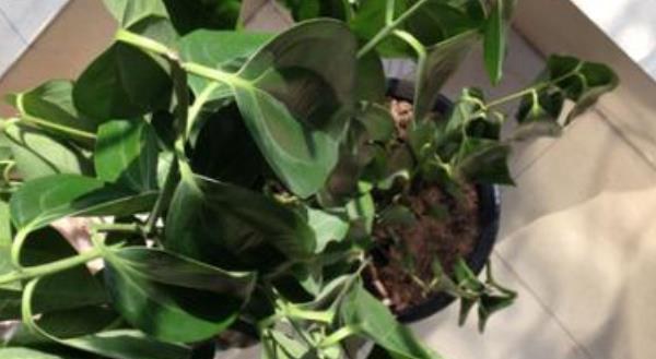 瑞香叶子发黄怎么办 瑞香掉叶子的原因及解决多久？