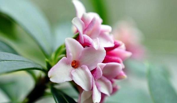 瑞香叶子发黄怎么办 瑞香掉叶子的原因及解决多久？