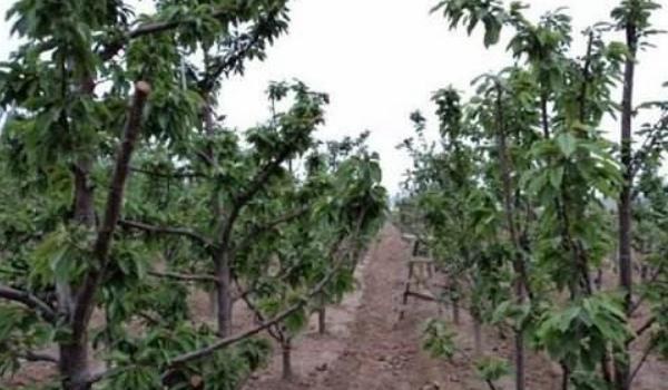 樱桃树的种植与管理技术 樱桃树的修剪多久？