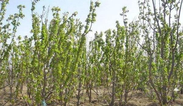 樱桃树的种植与管理技术 樱桃树的修剪多久？