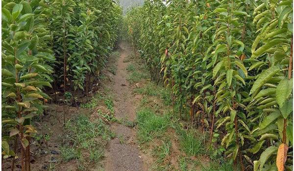 樱桃树的种植与管理技术 樱桃树的修剪多久？