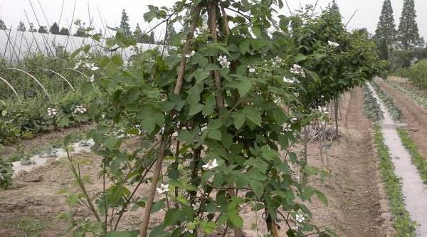 樱桃树的种植与管理技术 樱桃树的修剪多久？